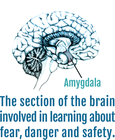 Image showing where the amygdala is in the brain