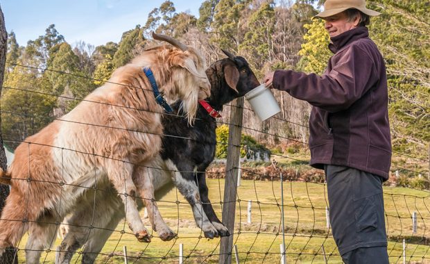 Man feeding two goats over a fence