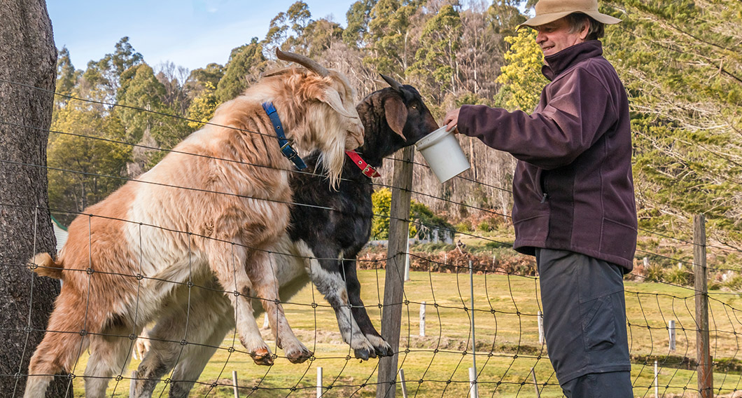 Man feeding two goats over a fence